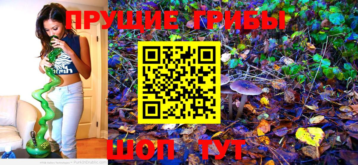 Псилоцибиновые грибы Psilocybe Тверь